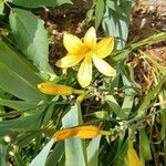 Hemerocallis lilioasphodelus Kvet