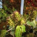 Acalypha aristata Flor