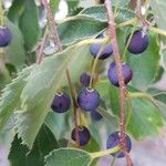 Celtis australis फल