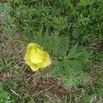 Trollius europaeusFiore