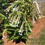 Nicotiana sylvestris Blomma