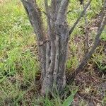 Genista monspessulana Bark