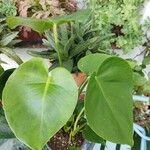 Monstera deliciosaDeilen