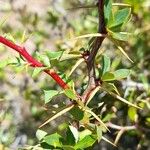 Berberis ruscifolia