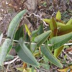 Eugenia kaalensis Habit