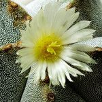 Astrophytum myriostigma Kvet