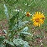 Senecio doronicum Staniste