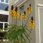 Senna didymobotrya Blüte