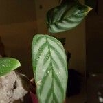 Calathea concinna Leaf