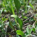 Ophioglossum vulgatum Leaf