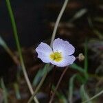 Baldellia ranunculoides Fleur
