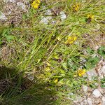 Cytisus nigricans Habit