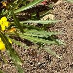 Oenothera howardii ᱥᱟᱠᱟᱢ