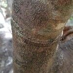 Crateva greveana Bark