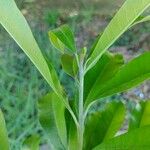 Chloroluma gonocarpa List