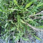 Cephalaria leucantha Φύλλο