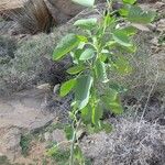 Nicotiana glauca Leaf