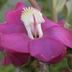 Topobea parasitica Flower