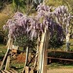 Wisteria floribunda Blomma