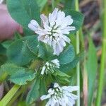 Trifolium resupinatum Blomst