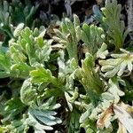 Artemisia genipi Leaf