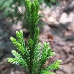 Lycopodium dendroideum Blatt