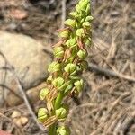 Orchis anthropophora Flower