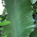 Euphorbia abyssinica Corteza