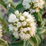 Spermacoce verticillata फूल