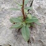 Antirrhinum latifolium Hoja