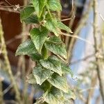 Cleome gynandra Leaf