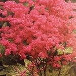 Filipendula rubra Habit