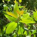 Photinia arbutifolia Blad