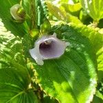 Gloxinia perennis Blüte