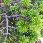 Abies balsamea 树皮