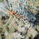 Picea pungensList