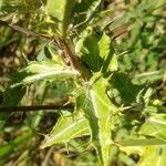 Carlina vulgaris पत्ता