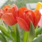 Tulipa agenensis Blomma