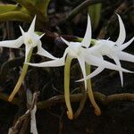 Cyrtorchis hamata Flower