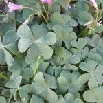 Oxalis articulata Hoja