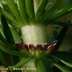 Hippuris vulgaris Flower