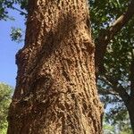 Terminalia phanerophlebia Bark