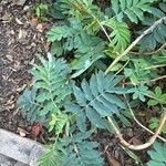 Melianthus major Blatt