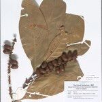Lithocarpus curtisii Іншае
