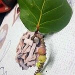 Coccoloba uvifera Plod