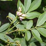 Lonchocarpus lanceolatus Blüte
