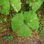 Achlys triphylla Leaf