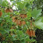 Acer opalus Leaf