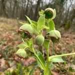 Helleborus foetidusപുഷ്പം