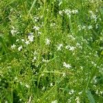 Galium album Habit